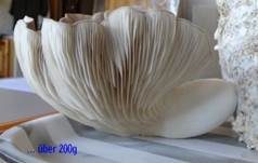 Kräuterseitling, Foto 10