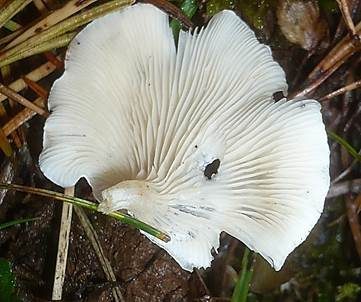 Kreidiges Mehlpilzchen, Foto 5