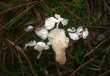 Kreidiges Mehlpilzchen, Foto 6