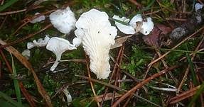 Kreidiges Mehlpilzchen, Foto 7