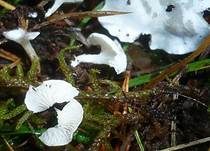 Kreidiges Mehlpilzchen, Foto 9