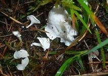 Kreidiges Mehlpilzchen, Foto 11