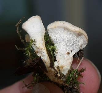 Kreiselförmiger Schütterzahn, Foto 2