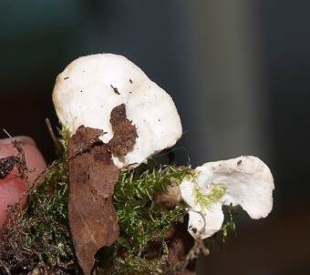 Kreiselförmiger Schütterzahn, Foto 3