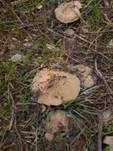 Kreuzsporiger Ritterling, Foto 24