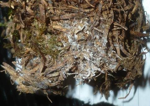 Kristallreicher Stachelsporling, Foto 2