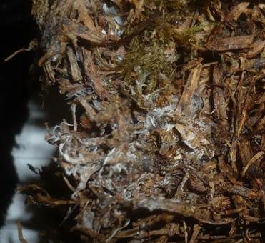 Kristallreicher Stachelsporling, Foto 3