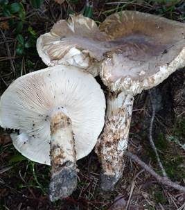 Krokodilritterling, Foto 2
