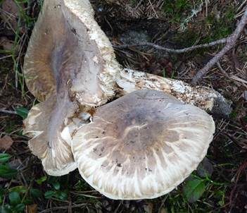 Krokodilritterling, Foto 3