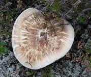 Krokodilritterling, Foto 7