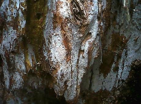 Birnensporige Gewebehaut, Foto 2