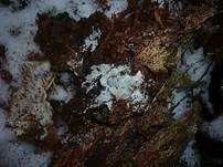 Birnensporige Gewebehaut, Foto 4