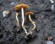 Krönchen-Glockenschüppling, Foto 12