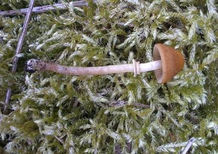 Krönchen-Glockenschüppling, Foto 5