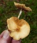 Krönchen-Glockenschüppling, Foto 7