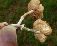 Krönchen-Glockenschüppling, Foto 8