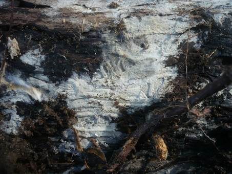 Krönchenbasidien, Foto 2