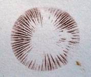 Krönchenträuschling, Foto 36