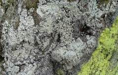 Krustenflechte, Foto 6