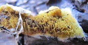Krustenstachelbart, Foto 6