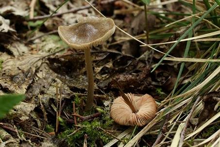 Kubischer Rötling, Foto 2