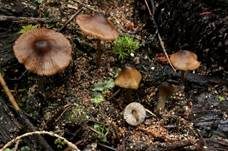 Kubischer Rötling, Foto 5