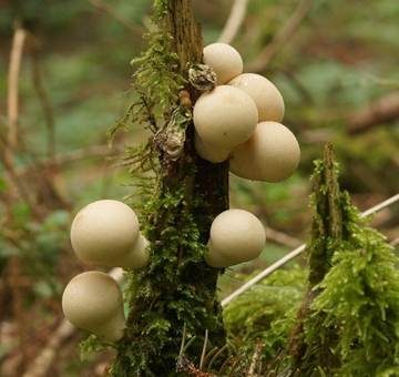 Birnenstäubling, Foto 2