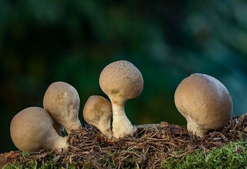 Birnenstäubling, Foto 4