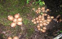 Birnenstäubling, Foto 41