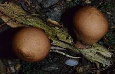 Birnenstäubling, Foto 42