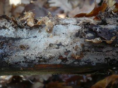 Kugelsporiges Filzgewebe, Foto 4