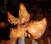 Bischofsmütze, Foto 23