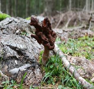 Bischofsmütze, Foto 6
