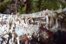 Kuhhornpilz, Foto 4