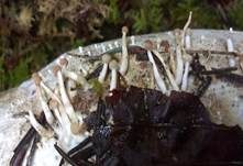 Kuhhornpilz, Foto 6