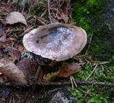 Kuhmaul, Foto 13
