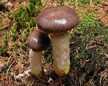Kuhmaul, Foto 4