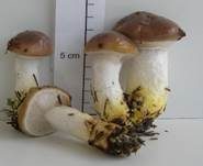 Kuhmaul, Foto 22