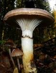 Kuhmaul, Foto 30