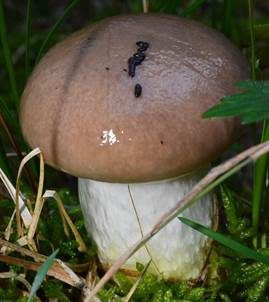 Kuhmaul, Foto 5