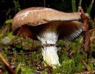 Kuhmaul, Foto 32
