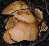 Kuhröhrling, Foto 12