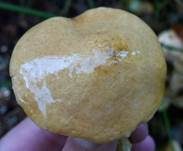 Kuhröhrling, Foto 7