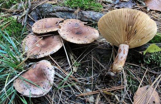 Kuhroter Milchling, Foto 2