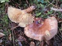Kuhroter Milchling, Foto 4