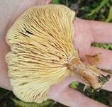 Kuhroter Milchling, Foto 6