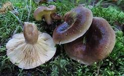 Kuhroter Milchling, Foto 8