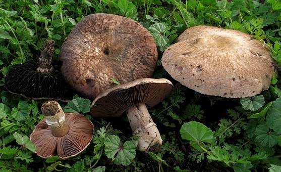 Kupferbrauner Champignon, Foto 3