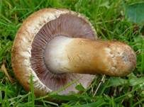 Kupferbrauner Champignon, Foto 4