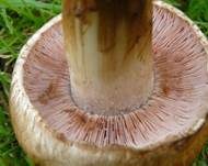 Kupferbrauner Champignon, Foto 6